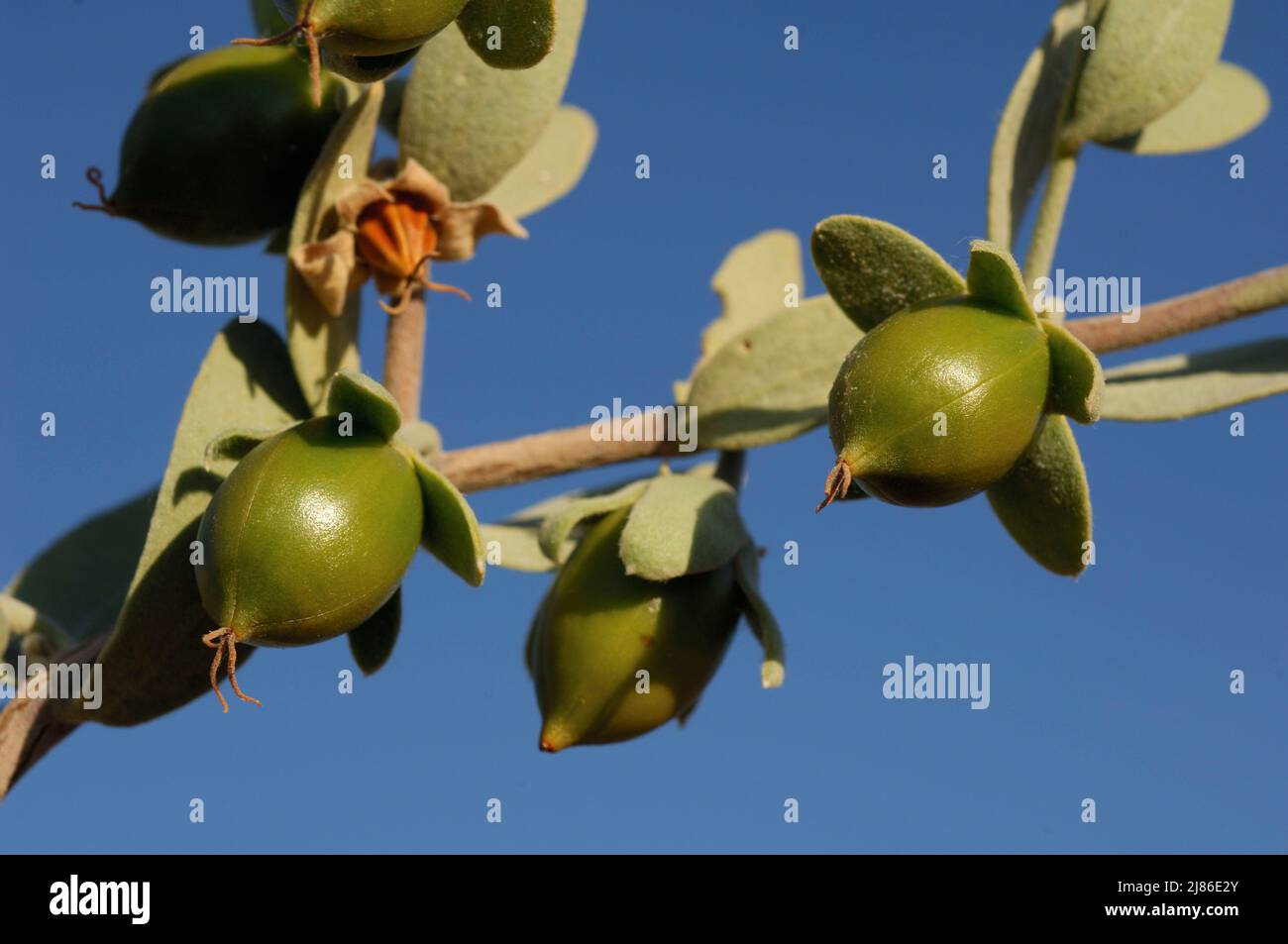 Jojoba fruits on a female tree Joshua Tree NP USA Stock Photo