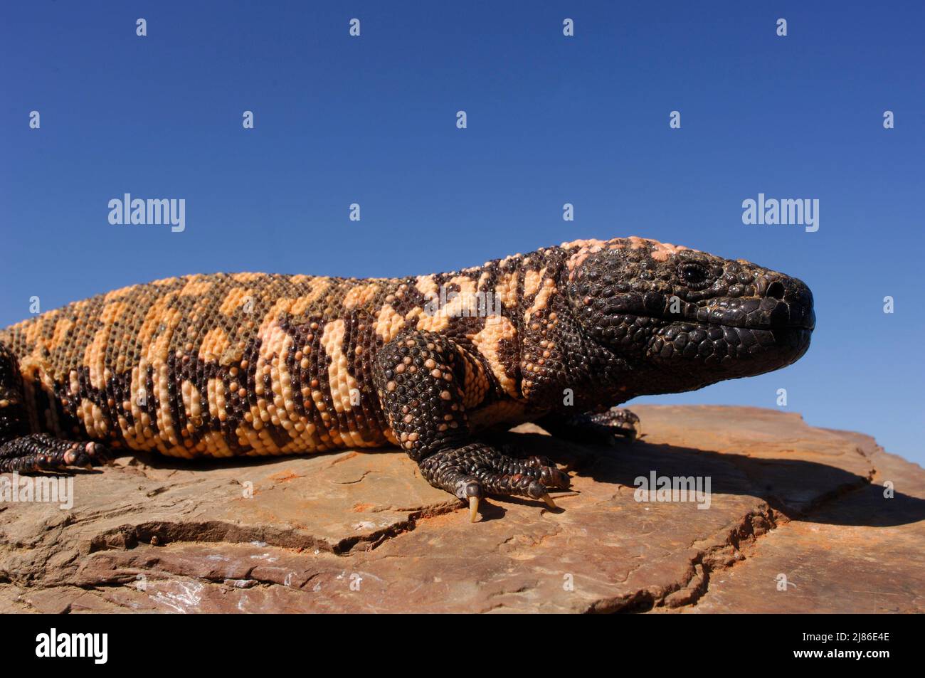 Gila monster on a rock Arizona USA Stock Photo Alamy
