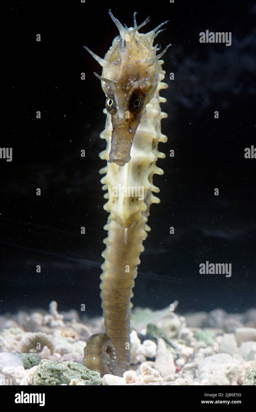 Long-Snouted seahorse Stock Photo