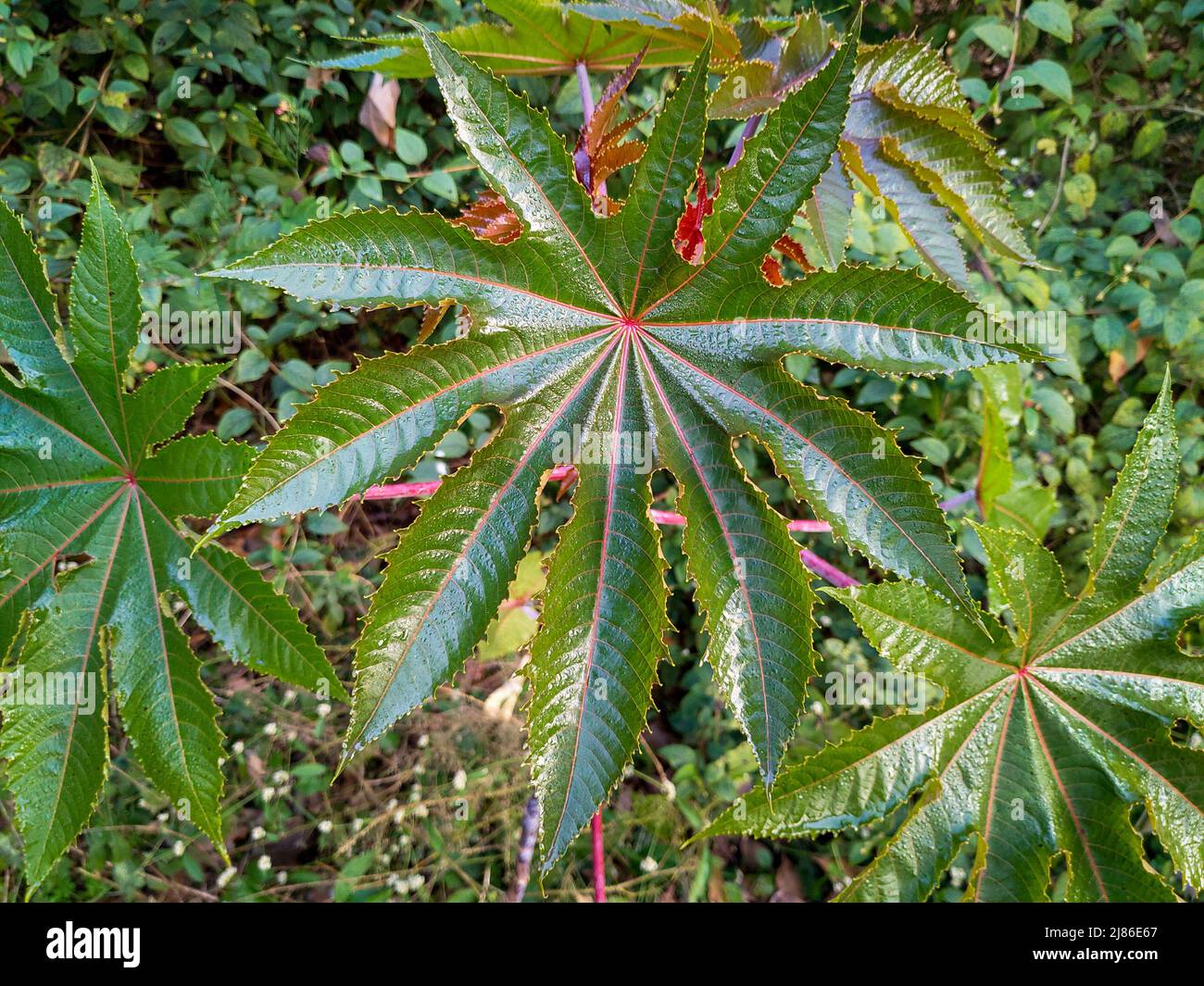 Closeup shot of Castor oil plant leaf and seeds. Ricinus communis, the ...