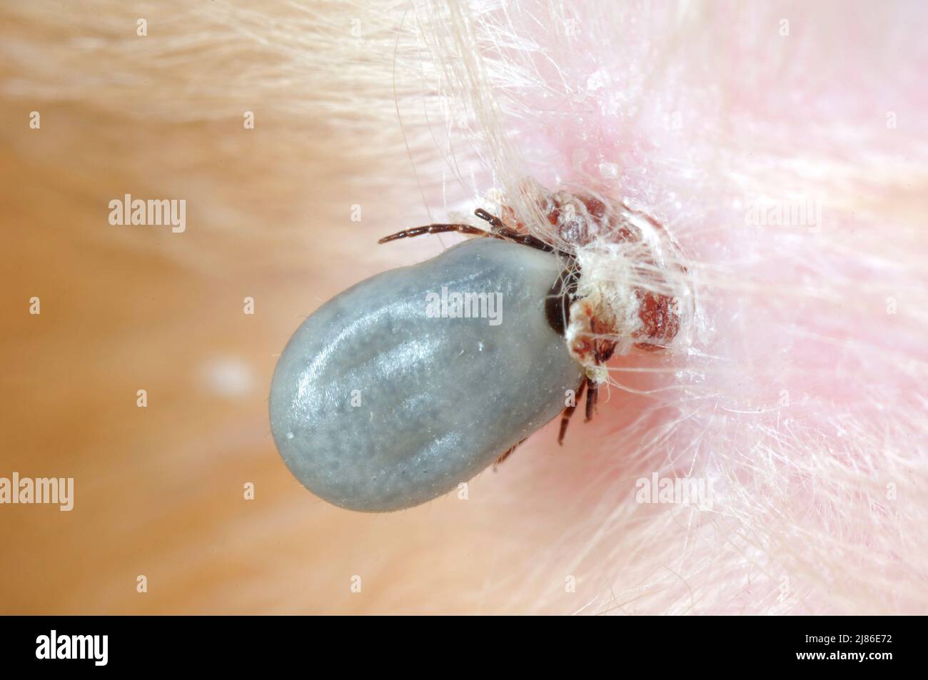 Tick vector of Lyme disease well hung Stock Photo Alamy
