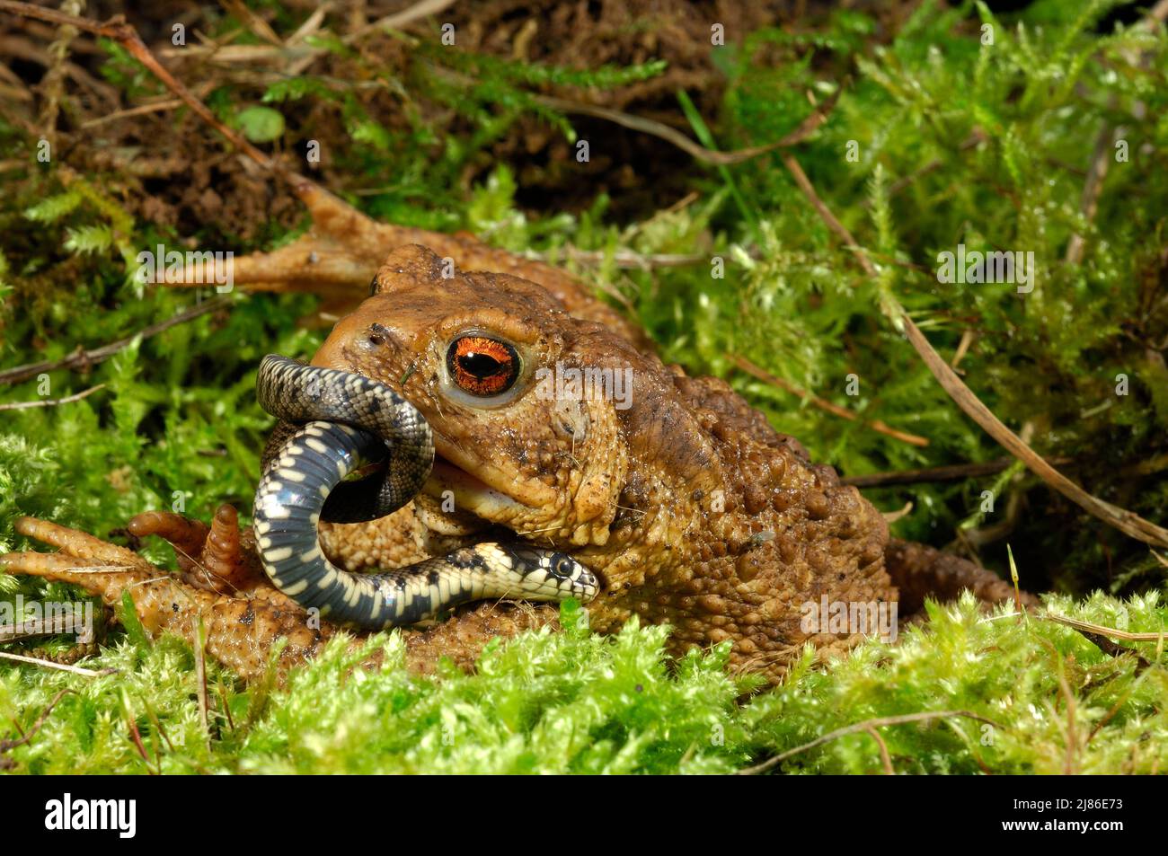Common toad eating a young grass snake France Stock Photo