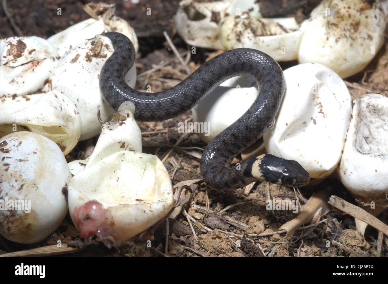 Hatching grass snake Poitou France Stock Photo Alamy