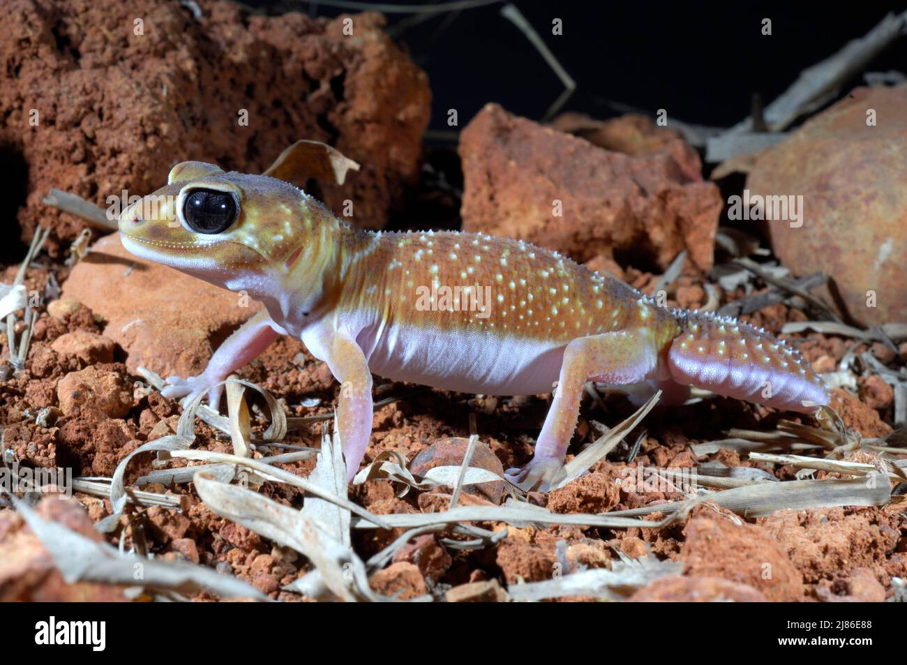 Common knobtailed gecko Australia Stock Photo Alamy
