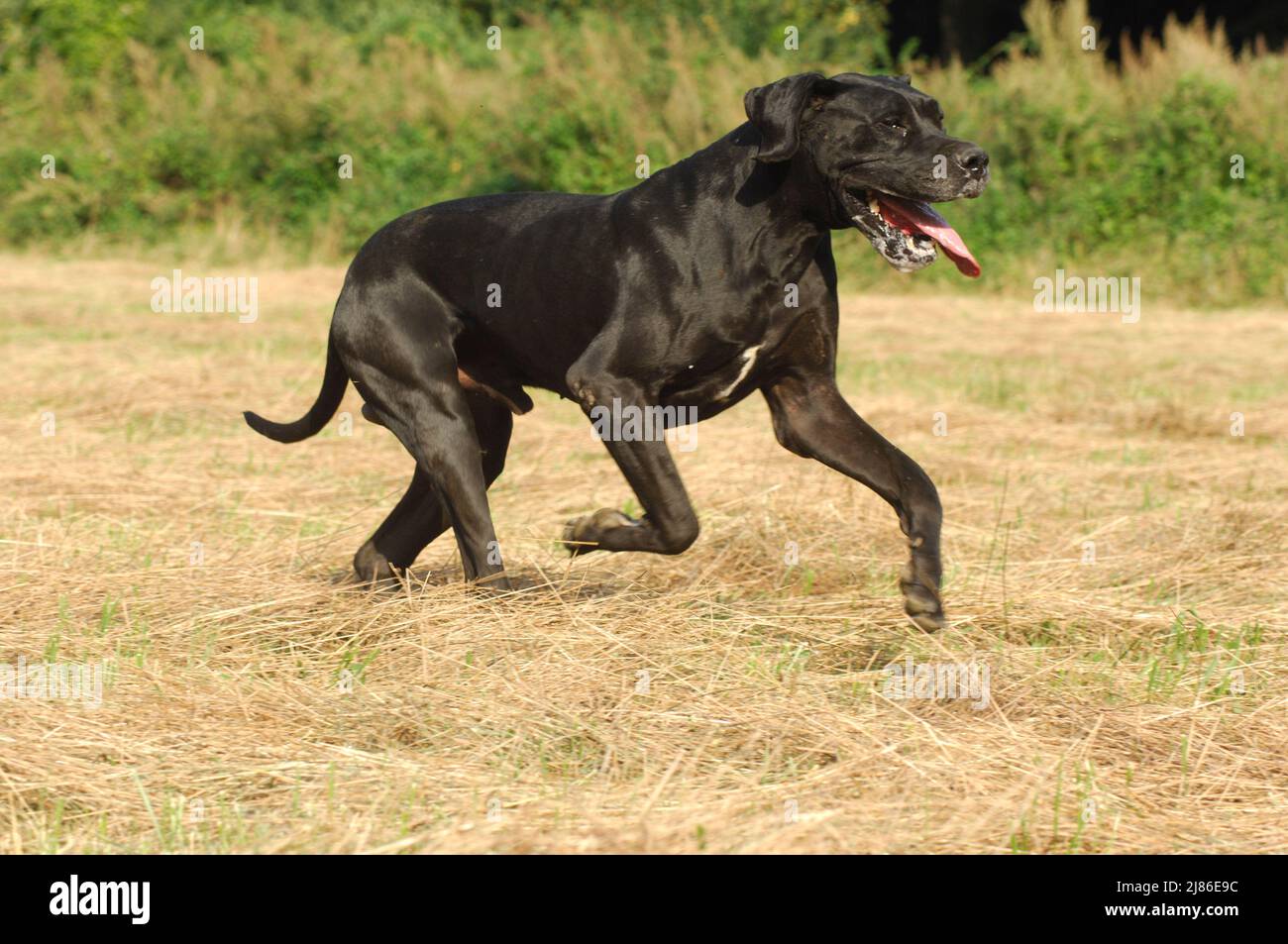 Great Dane current Stock Photo