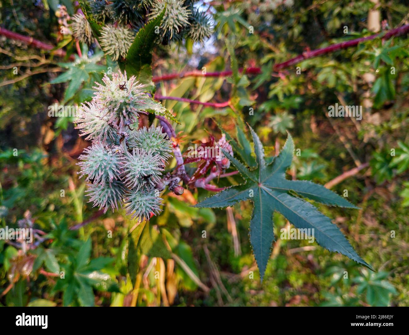 Closeup shot of Castor oil plant leaf and seeds. Ricinus communis, the castor bean or castor oil plant, is a species of perennial flowering plant in t Stock Photo