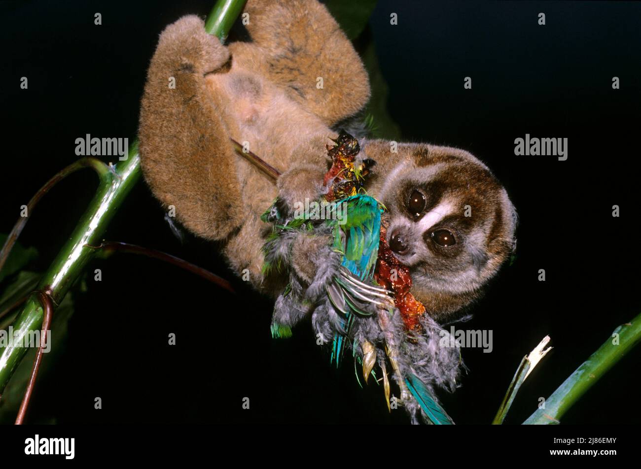 Lorisoidea hi-res stock photography and images - Alamy
