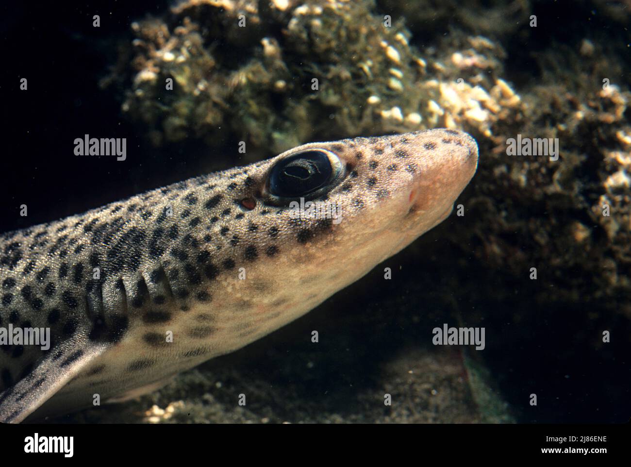 Small spotted catshark hires stock photography and images Alamy