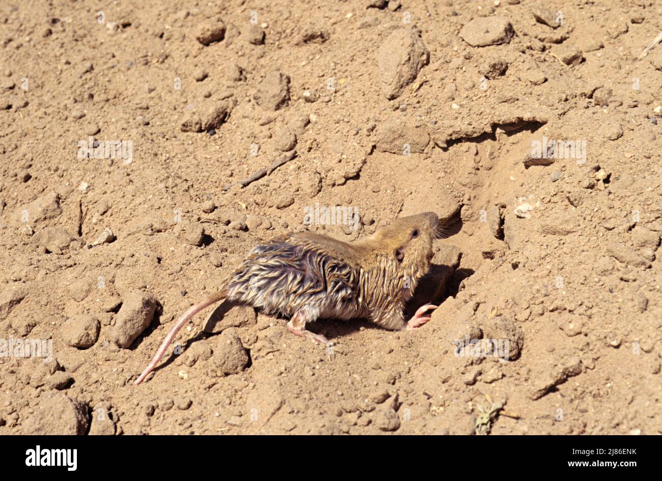 Botta's pocket Gopher and its burrow Mexico Stock Photo Alamy