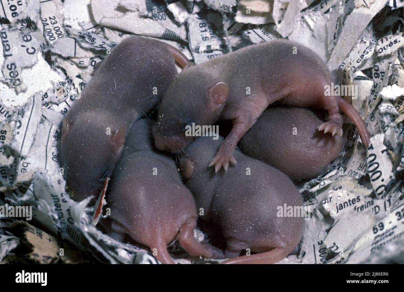 15 daysold young White Mouse Stock Photo Alamy