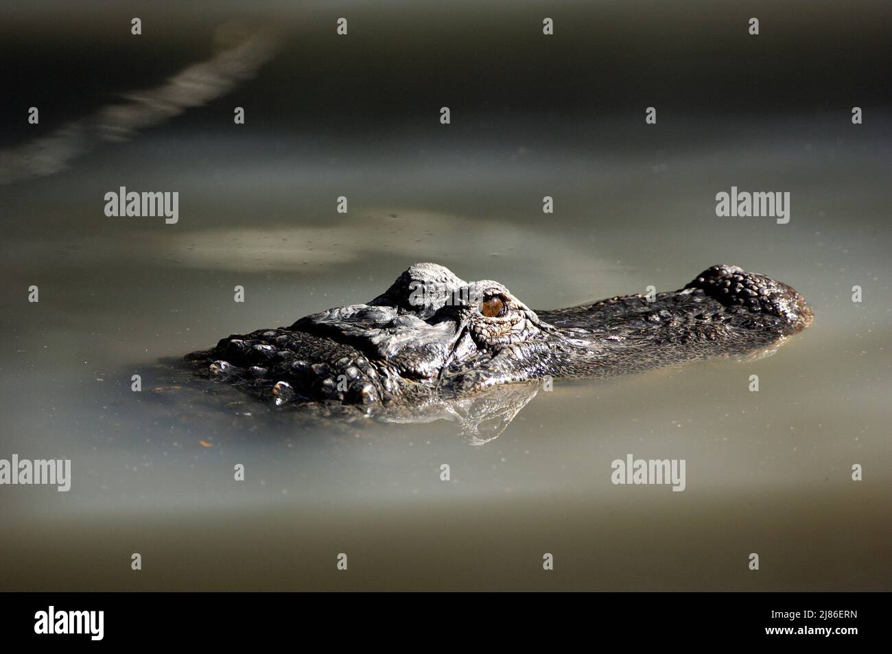 American Alligator head swimming quietly Texas Stock Photo - Alamy