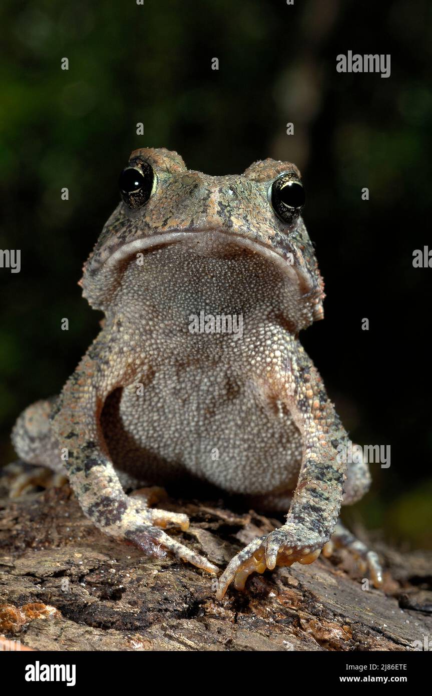 Woodhouse's Toad walking and watching Texas Stock Photo - Alamy