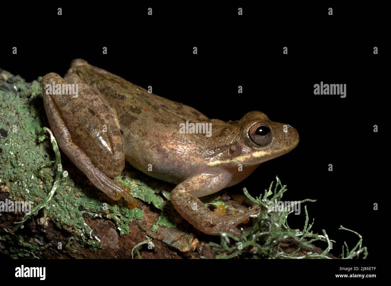 Squirrel Treefrog resting on a trunk with Lichen Texas Stock Photo