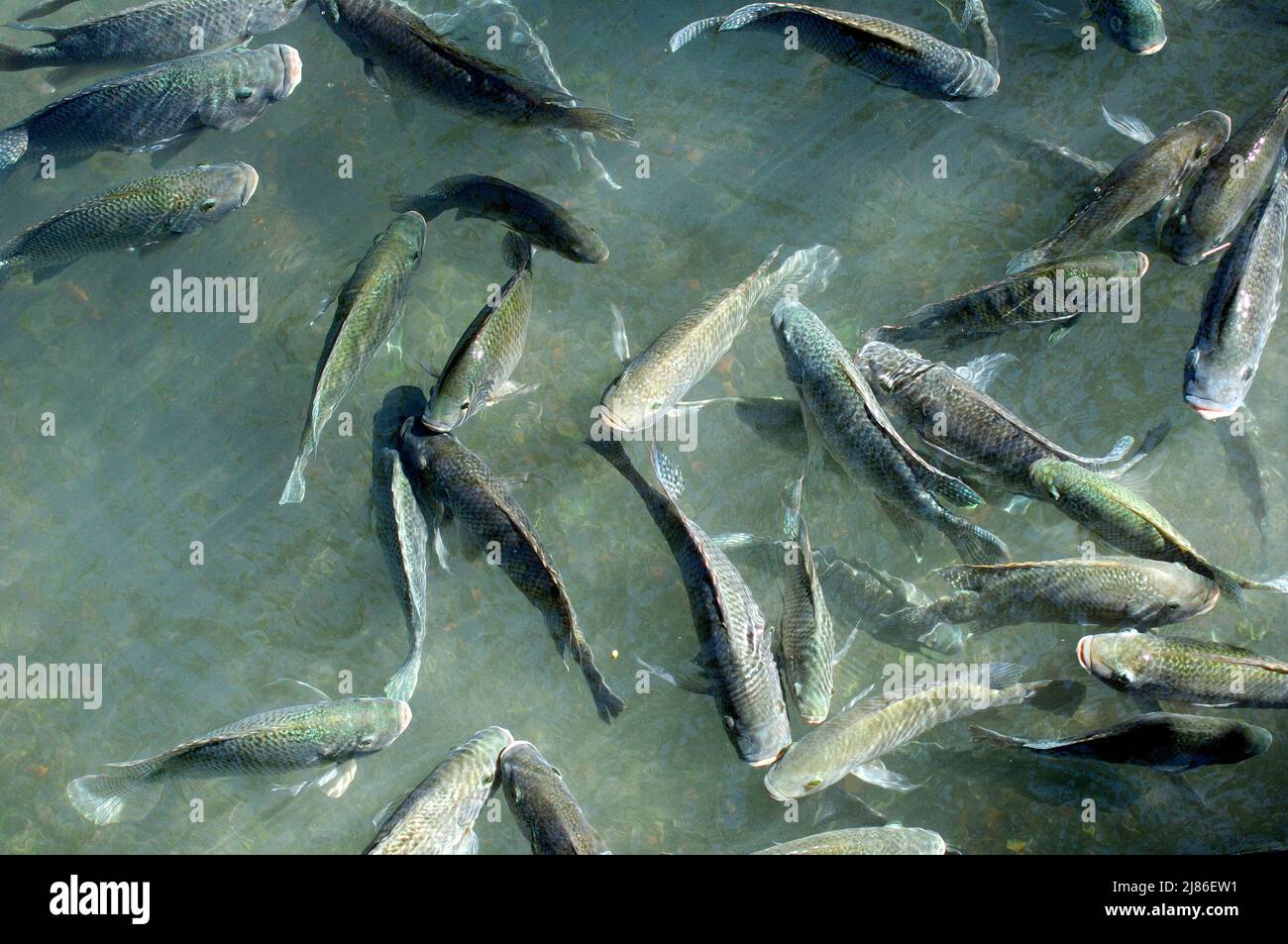 Gathering of curious Fishes swimming USA Stock Photo