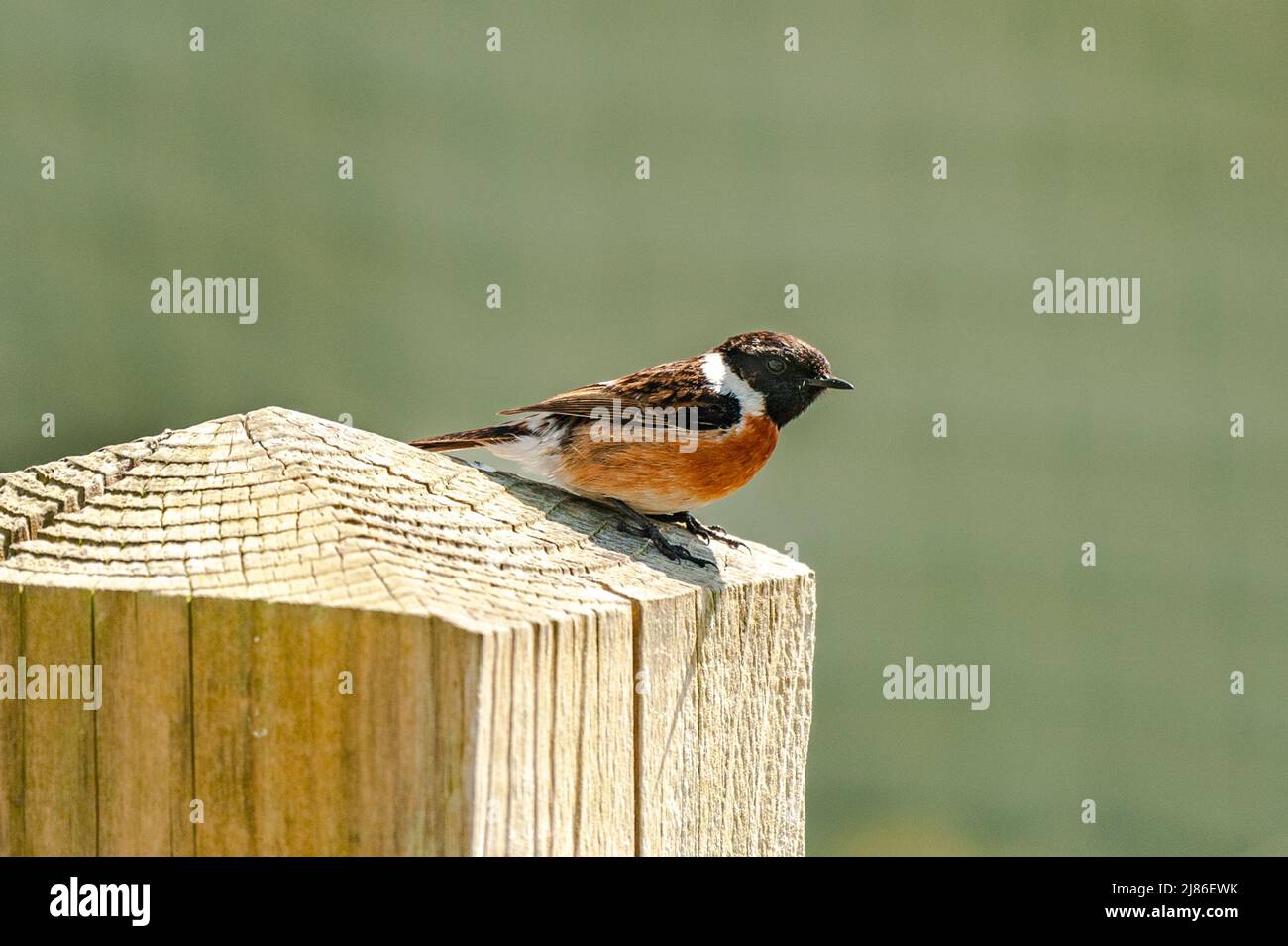 Male Stonechat on a fence post in Garretstown, West Cork, Ireland. Stock Photo