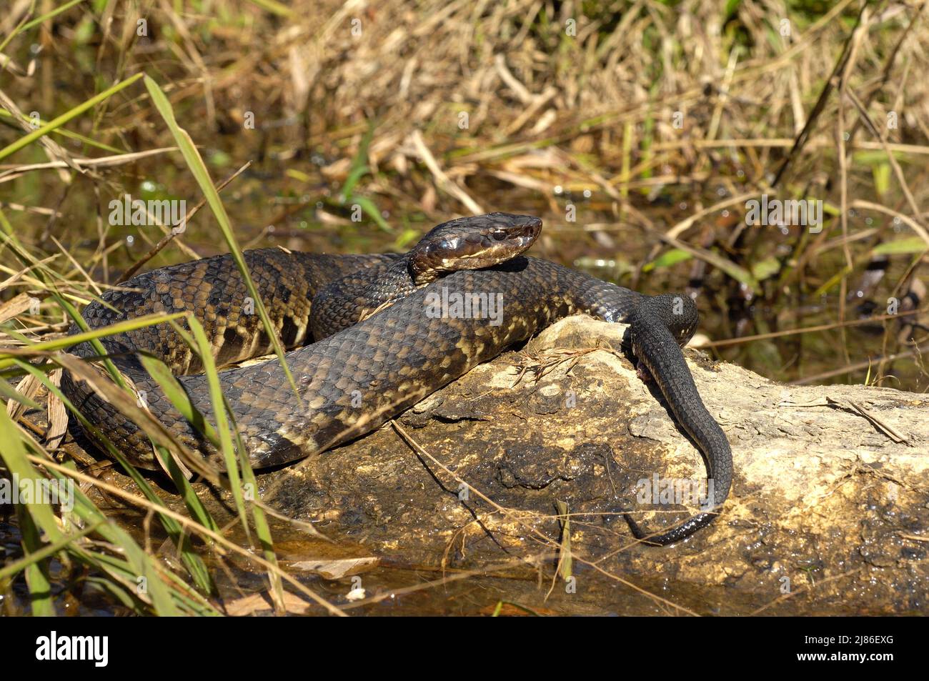 Western Cottonmouth on a rock emerging Louisiana Stock Photo Alamy