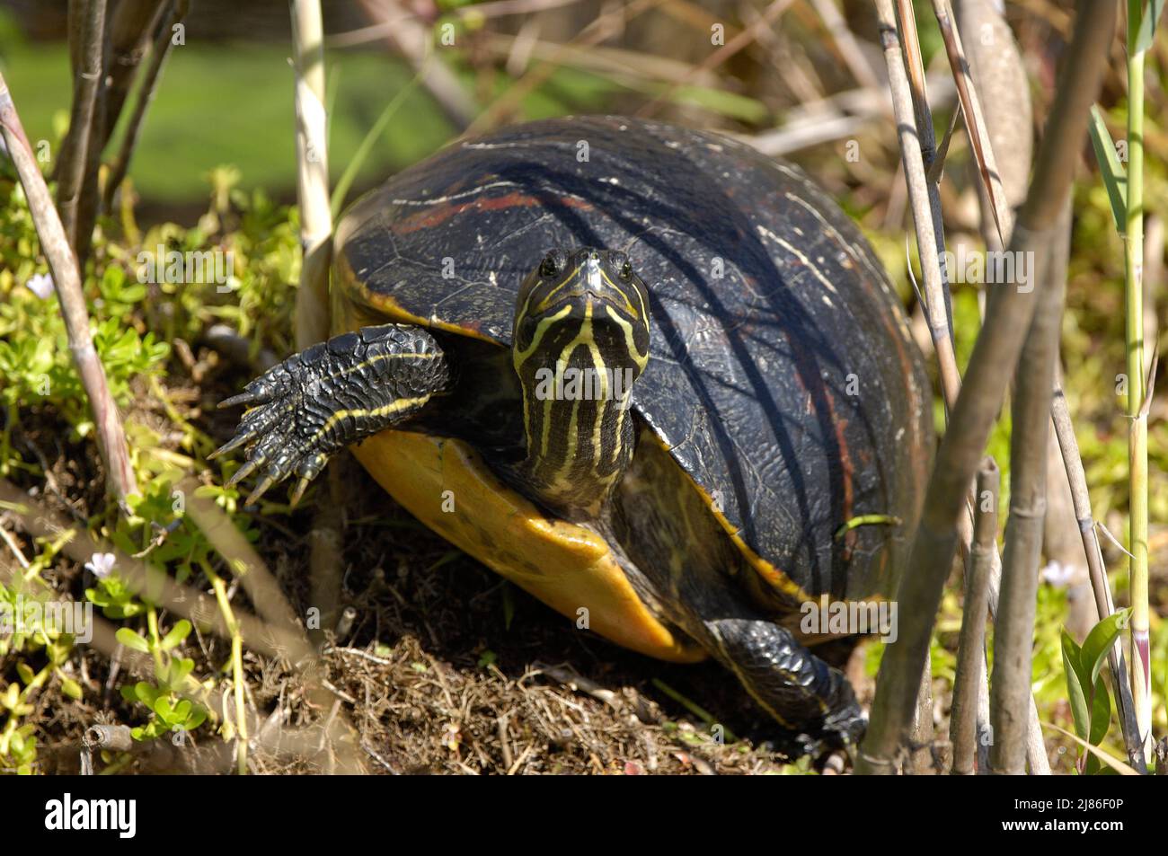 Florida chicken turtle hi-res stock photography and images - Alamy