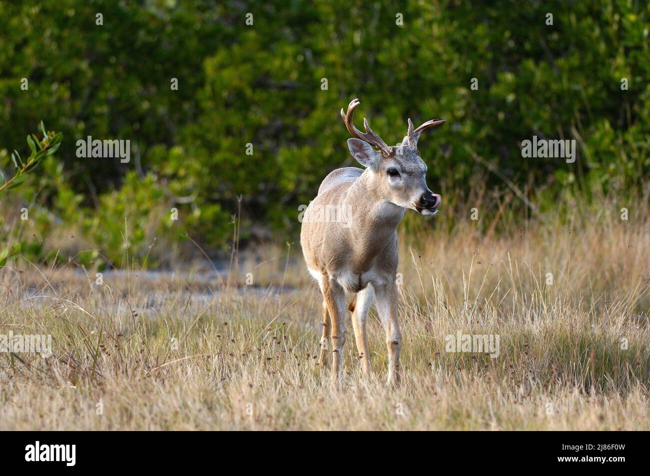 Male Key Deer walking in the grass Big Pine Key Florida Stock Photo Alamy