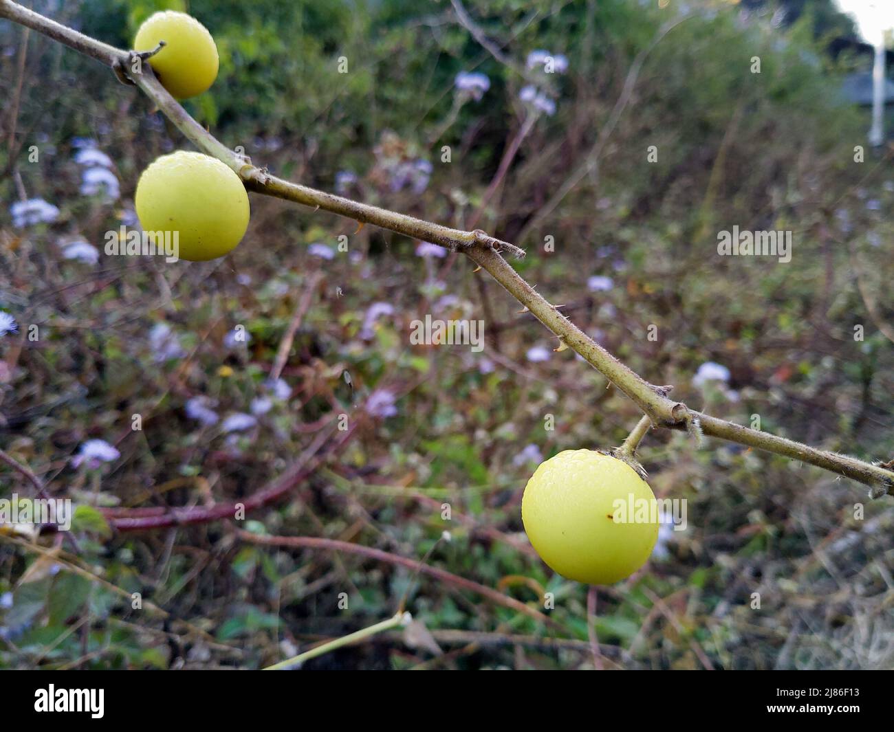 A close up shot of blackberry jam fruit. Rosenbergiodendron formosum is a species of flowering plant in the madder family. uttarakhand India Stock Photo