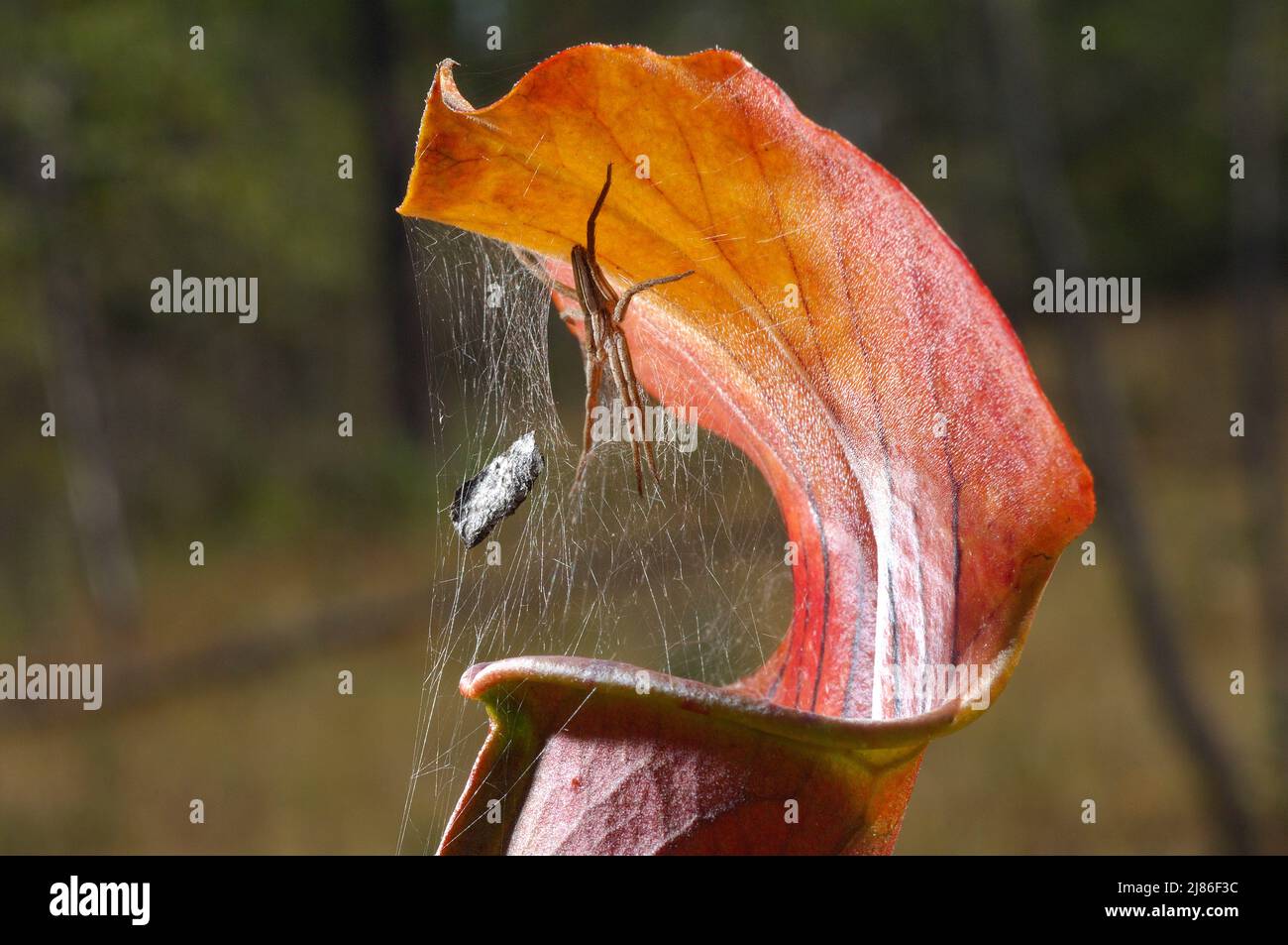 Spider on its web across the opening of a Pale Pitcher Plant Stock ...