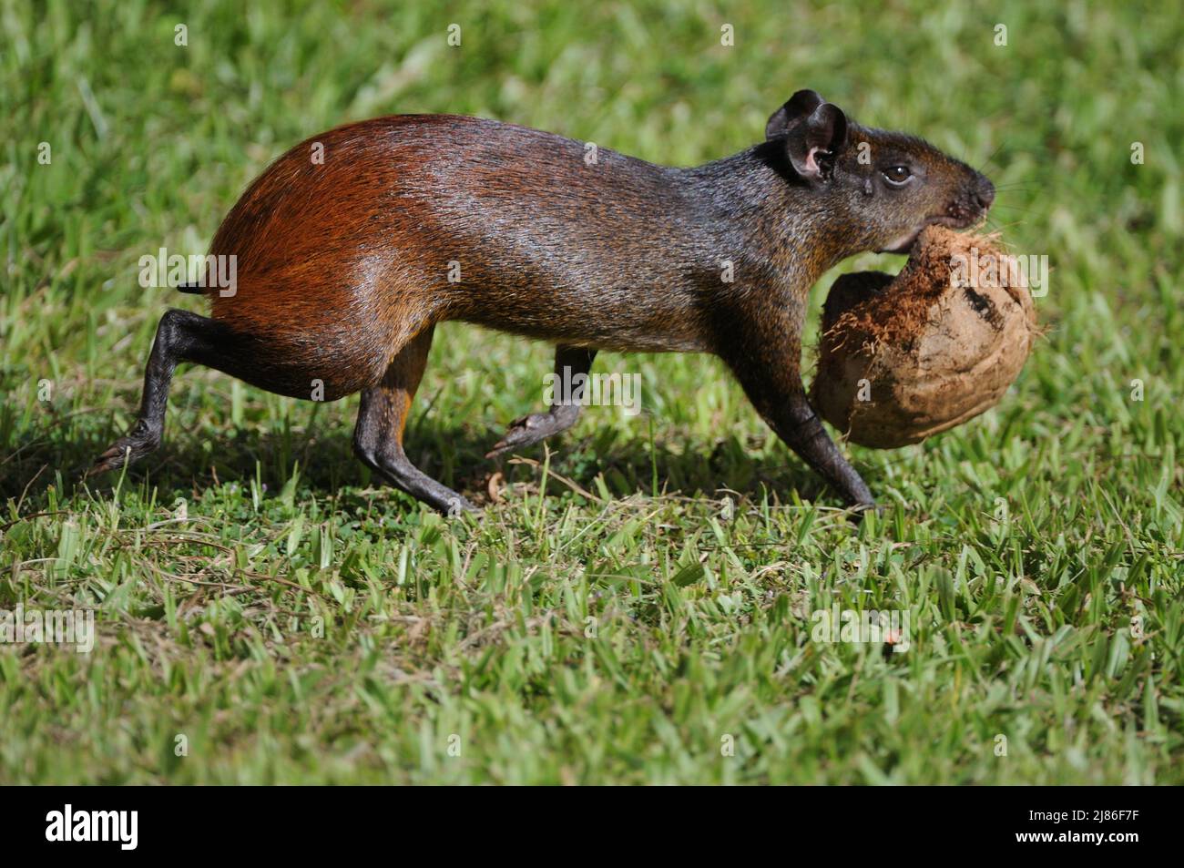 Red-rumped Agouti carrying coconut French Guiana Stock Photo