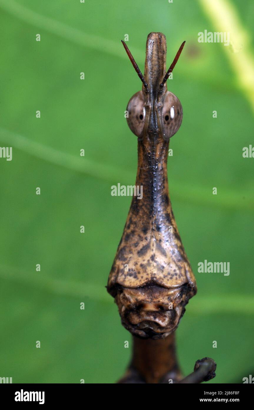 Portrait of Locust-stick insect French Guiana Stock Photo