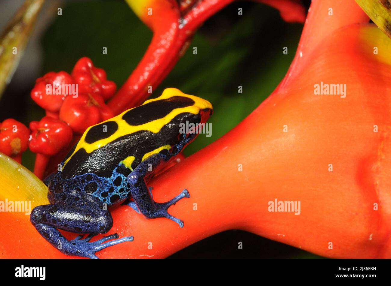 Dyeing dart frog on Heliconia flower French Guiana Stock Photo - Alamy
