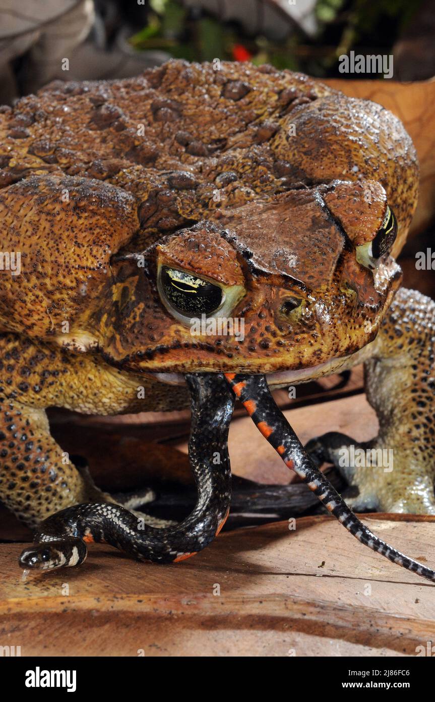 Cane toad eating a shortground snake French Guiana Stock Photo Alamy