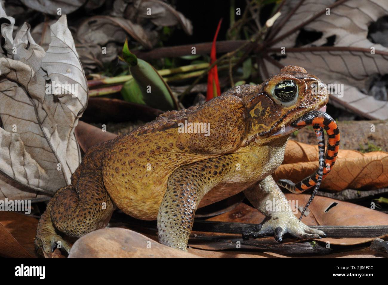 Cane toad eating a short-ground snake French Guiana Stock Photo - Alamy