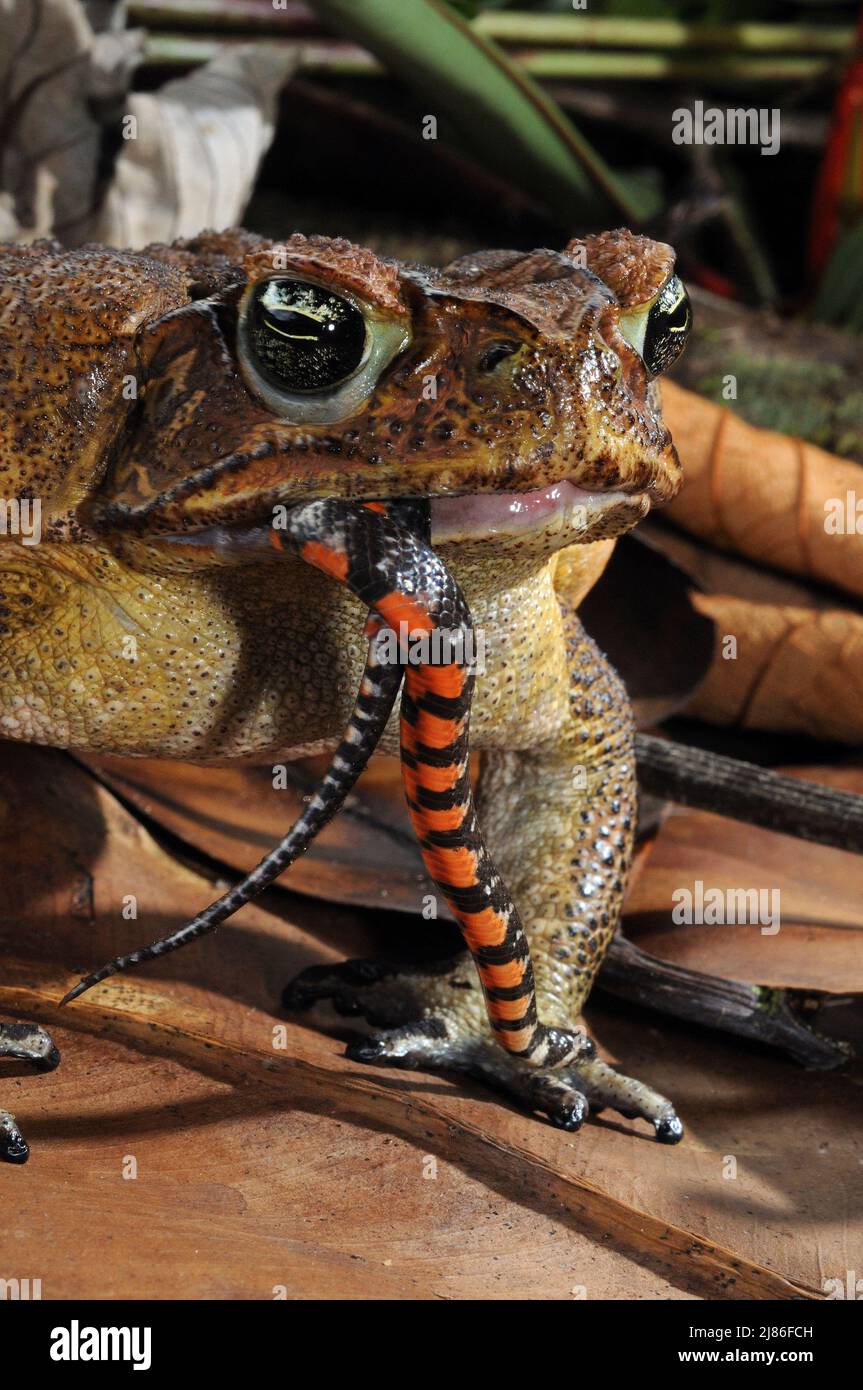 Cane toad eating a shortground snake French Guiana Stock Photo Alamy