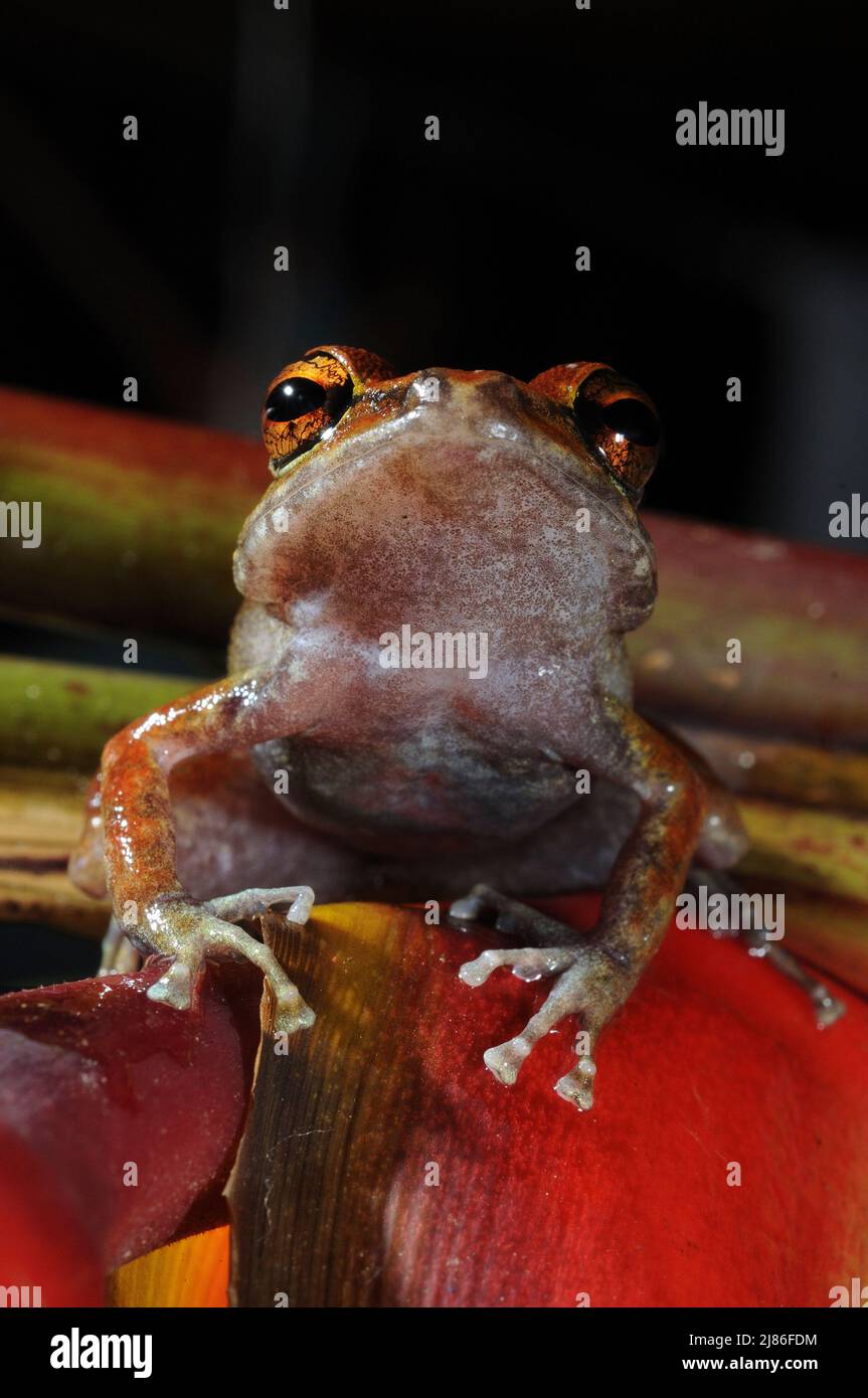 Guianan frog French Guiana Stock Photo
