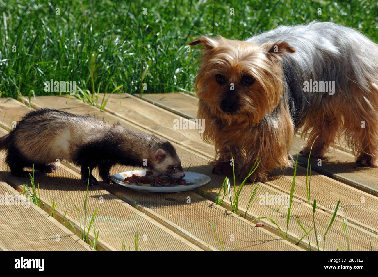 Yorkshire and Ferret eating Stock Photo Alamy