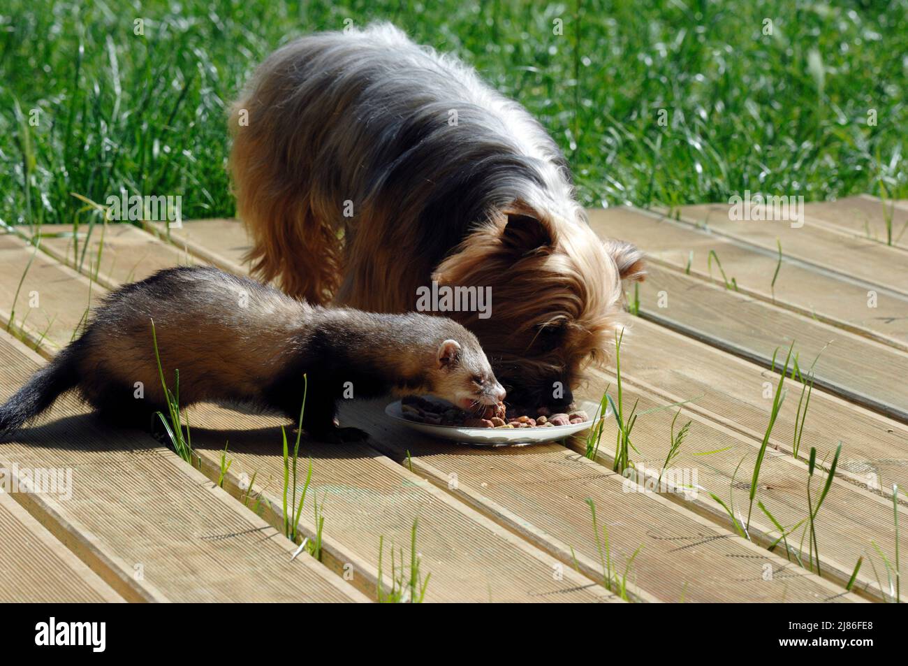 Yorkshire and Ferret eating Stock Photo - Alamy