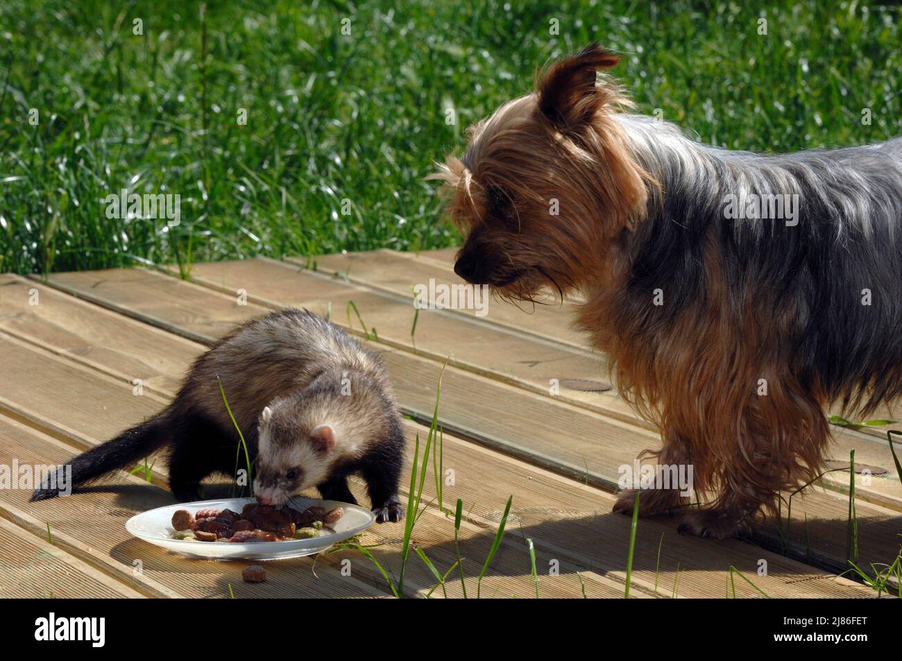 Yorkshire and Ferret eating Stock Photo - Alamy