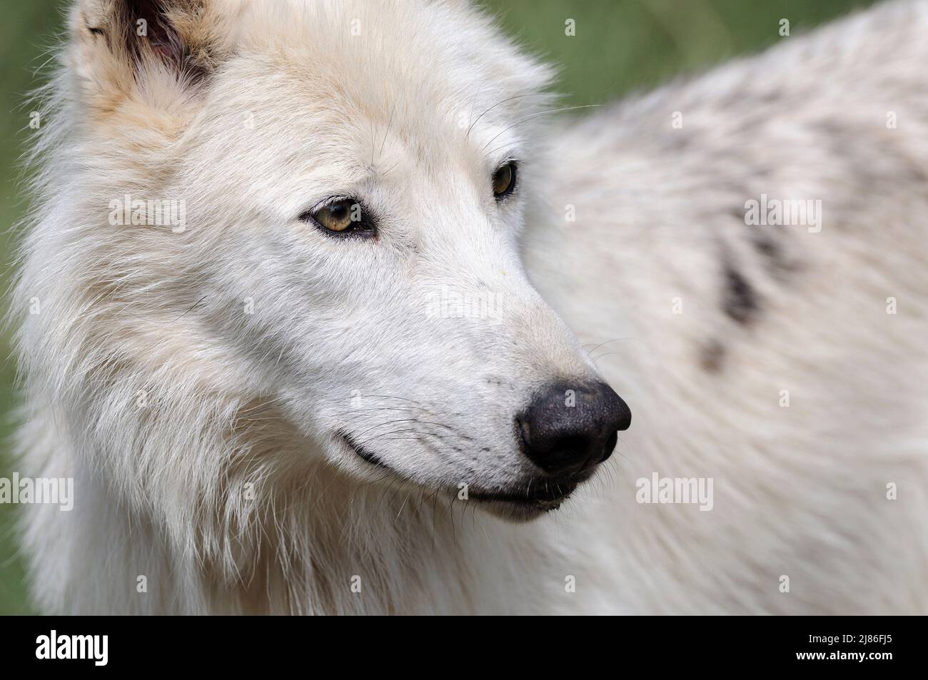 Portrait of Alberta wolf North America Stock Photo - Alamy