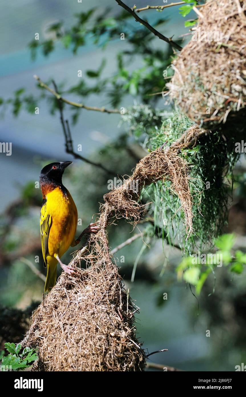 Village weaver male building is nest  Africa Stock Photo