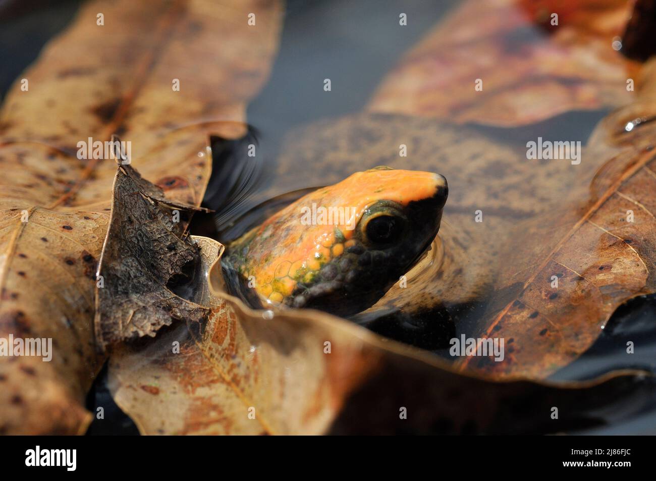 Portrait of Twisted-neck Turtle in water French Guiana Stock Photo