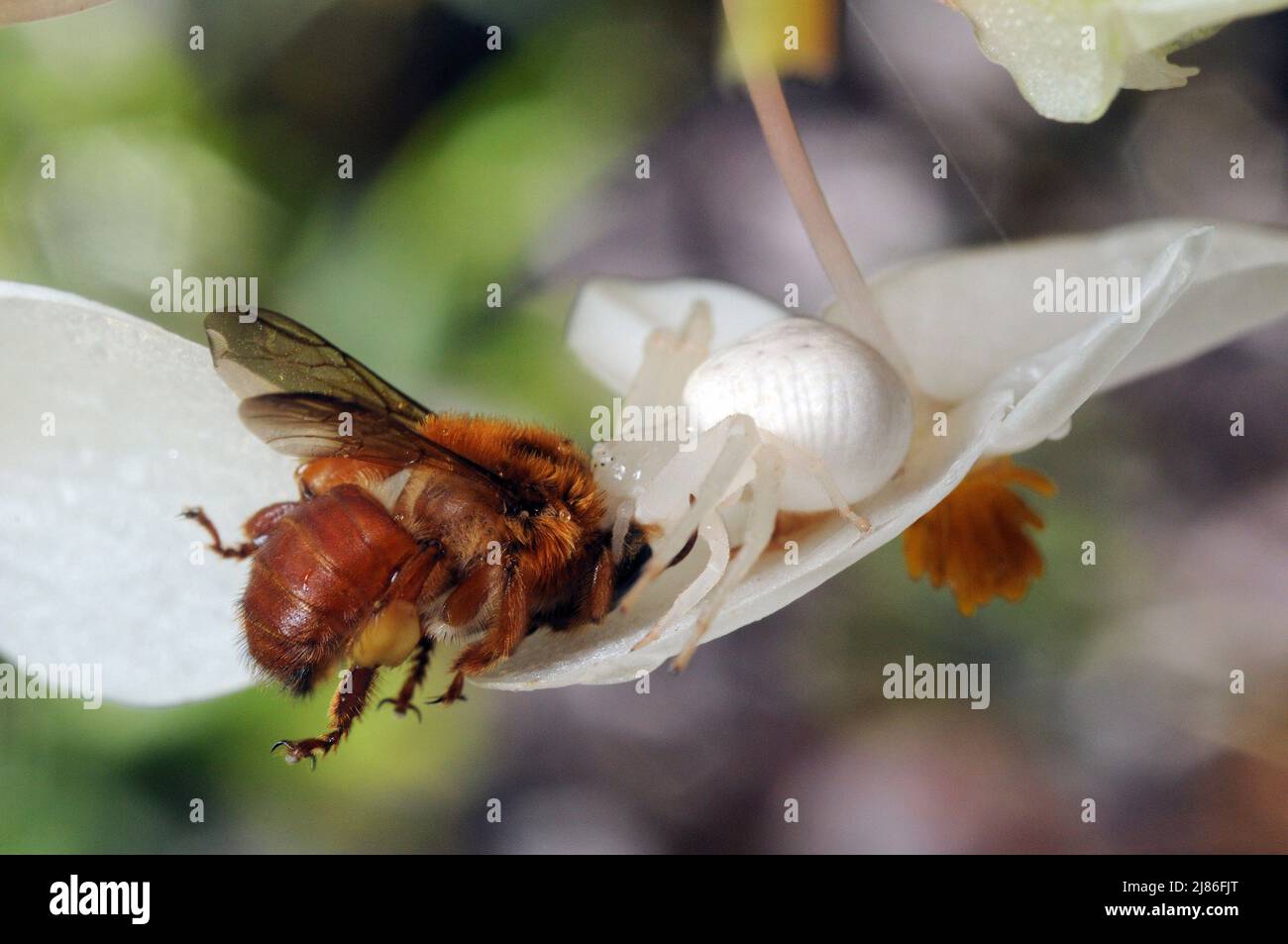 Crab spider eating a bee French Guiana Stock Photo Alamy