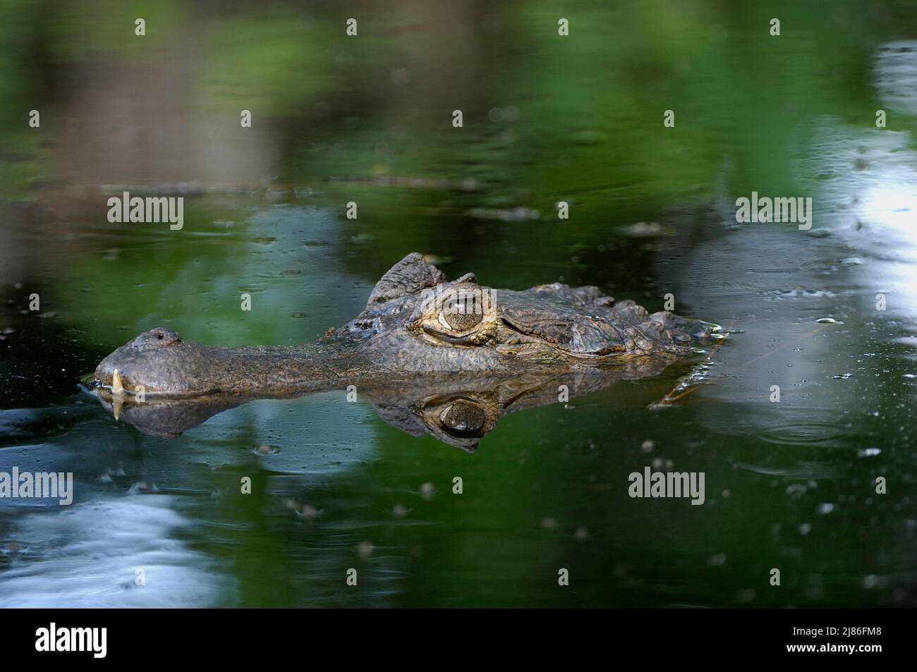 Caiman in water hi-res stock photography and images - Alamy