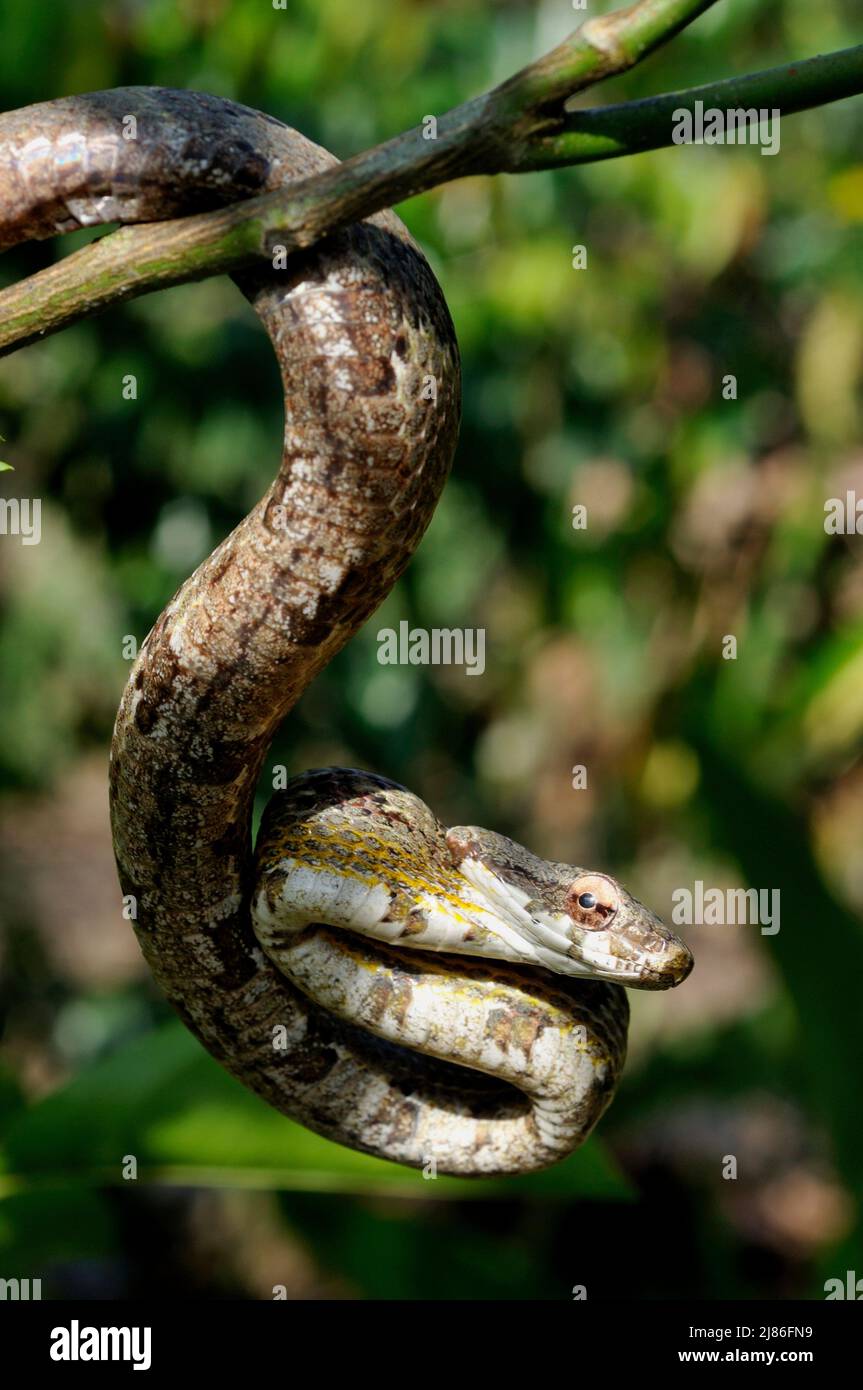 Portrait of Puffin Snake on a branch French Guiana Stock Photo
