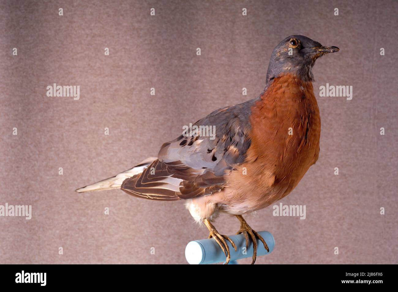 Passenger pigeon naturalized  ; extinct since 1914 Stock Photo