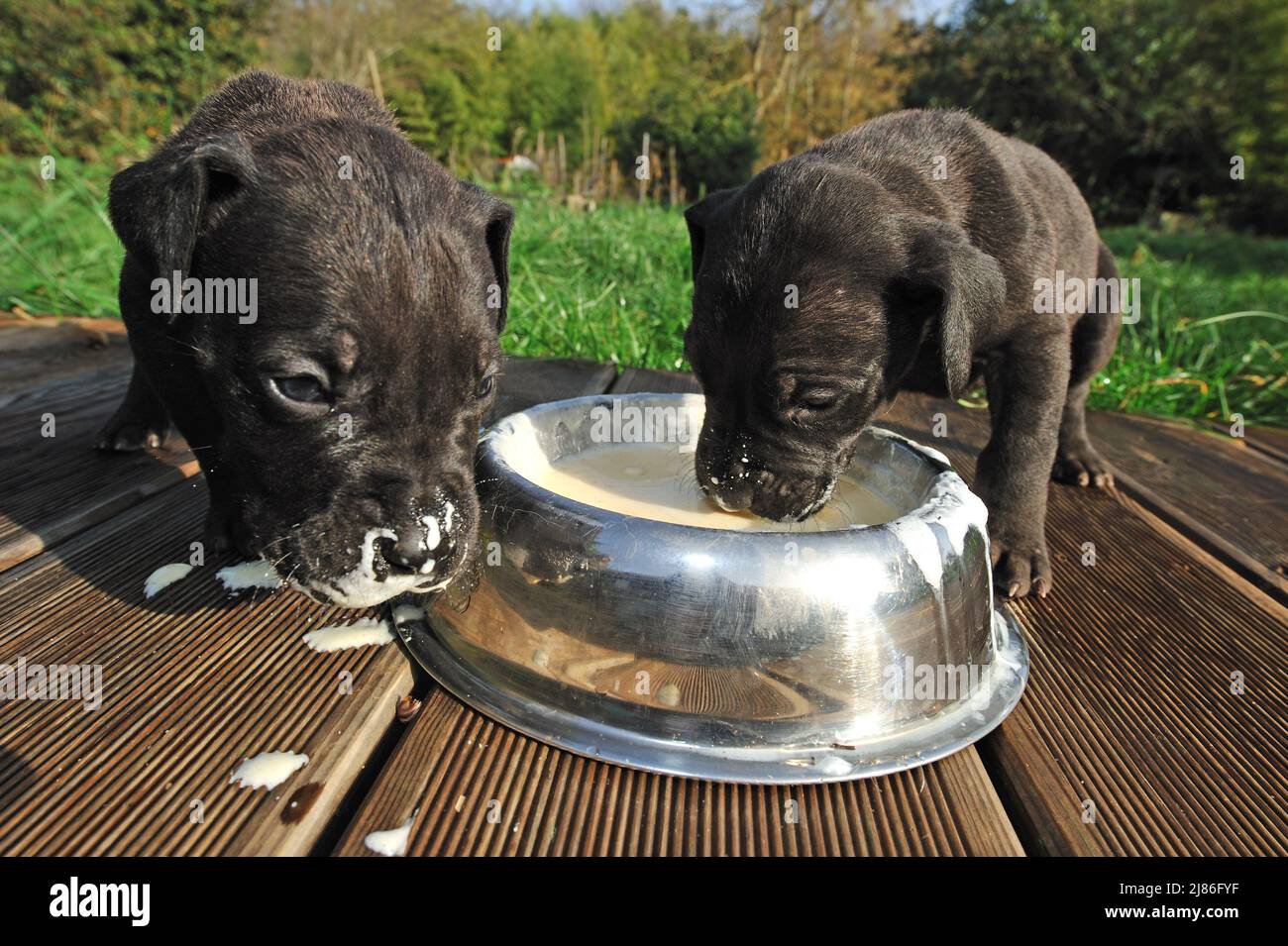 How Much Should A Great Dane Eat