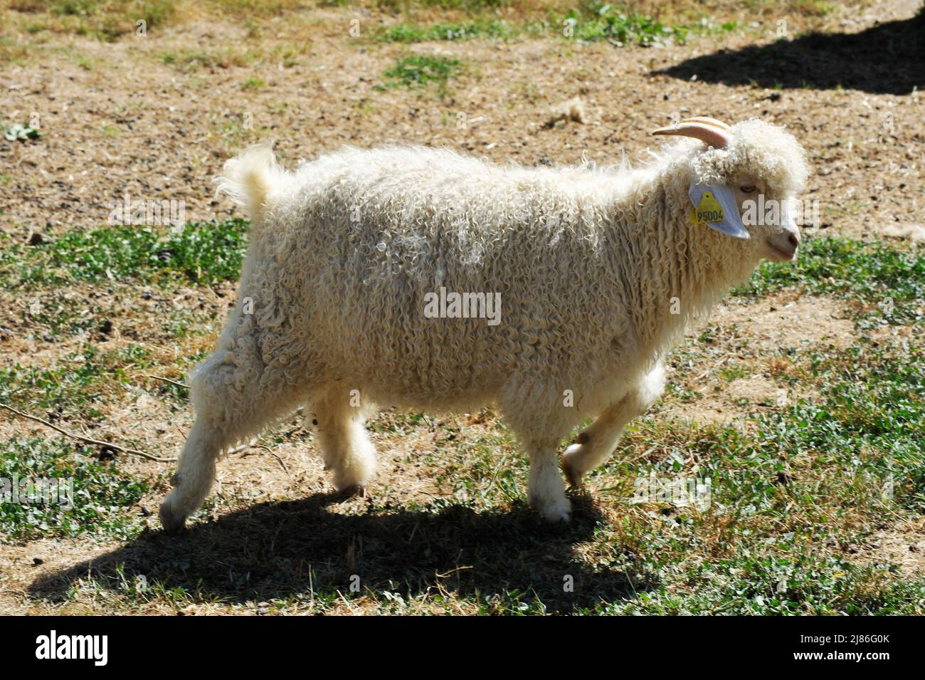 Turkish Angora Goat walking Stock Photo - Alamy