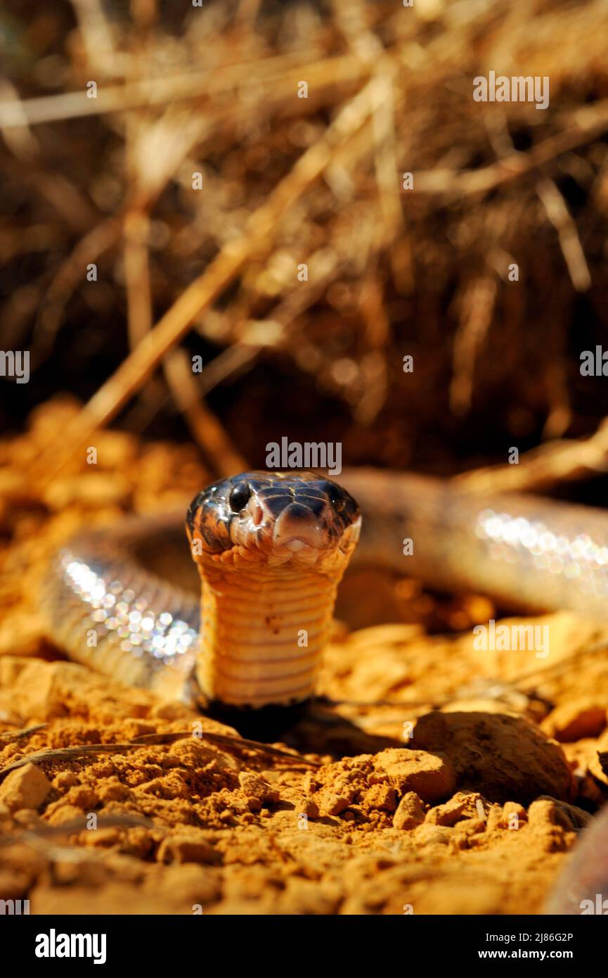 Portrait of Angolan coral snake on ground Stock Photo - Alamy