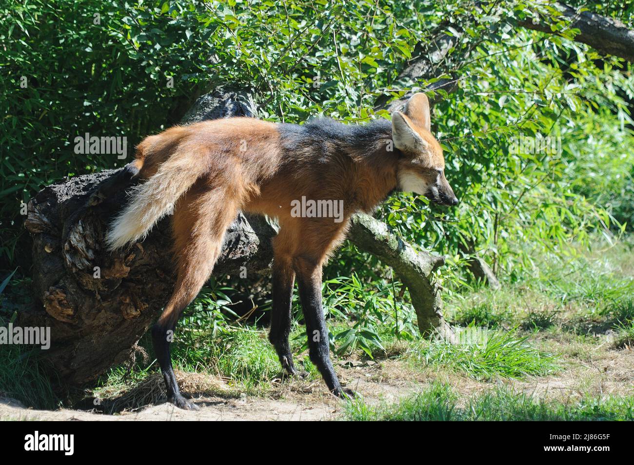 Maned Wolf urinating on a trunk Stock Photo Alamy