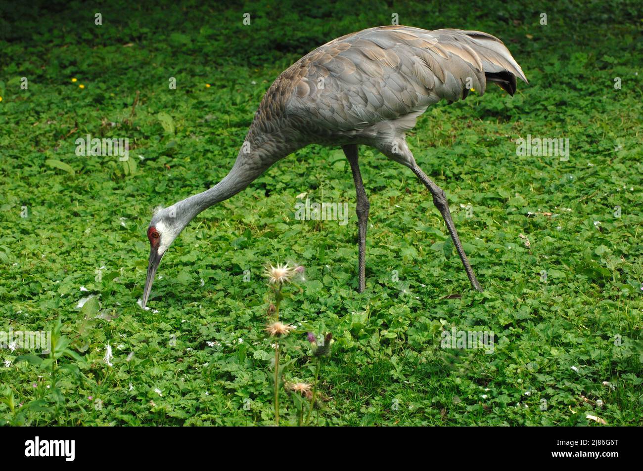 Siberian Crane walking in the grass Stock Photo Alamy