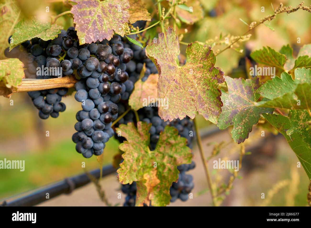 Red Wine Grapes on Vines. Ripe bunches of red grapes hang on the vine in a vineyard ready to be harvested. Okanagan Valley near Osoyoos, British Colum Stock Photo