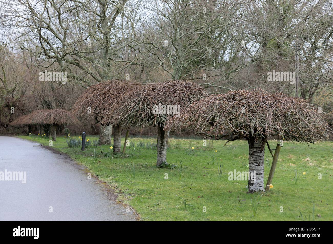Four silver birch trees that have been trimmed in a such a way that they resemble umbrellas and do not look at all natural Stock Photo