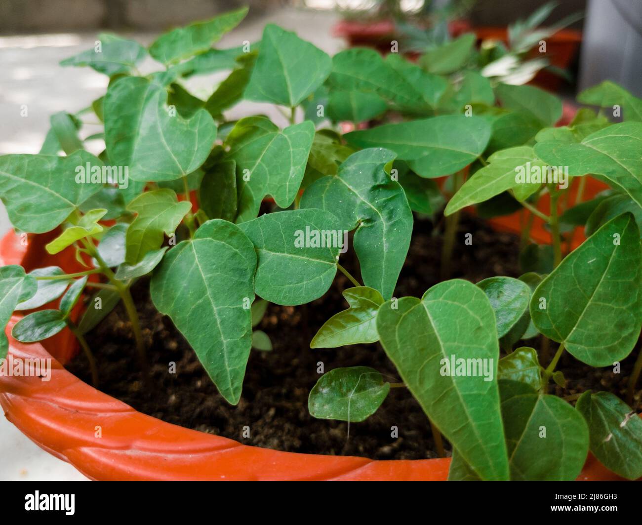 Seedling and pods of Strophostyles helvola, commonly called amberique-bean, annual sand bean, or trailing fuzzybean is a species of flowering plant in Stock Photo