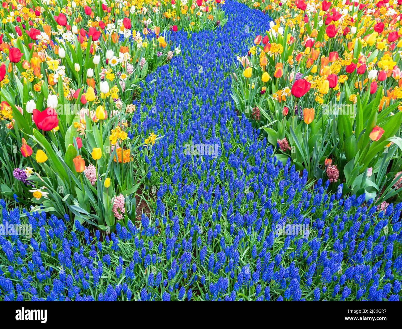 Flowering tulips in the park Keukenhof in the Netherlands Stock Photo ...